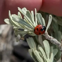 Satellite Lady Beetle thumbnail 4