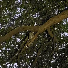 Western Screech-Owl thumbnail 1