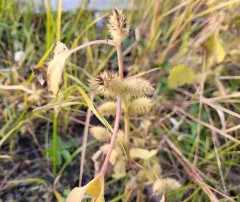 common cocklebur thumbnail 3