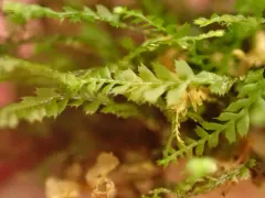Plagiochila gracilis thumbnail 2