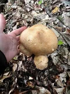 Tricholoma grave thumbnail 2