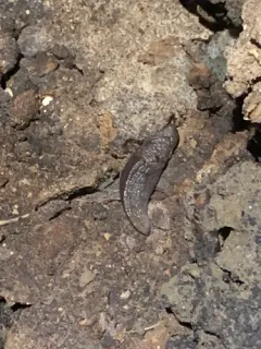 Greenhouse Slug thumbnail 3