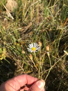 Alkali Marsh Aster thumbnail 2