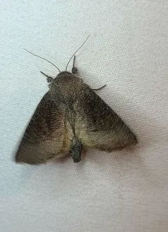 giant sunflower borer moth thumbnail 2