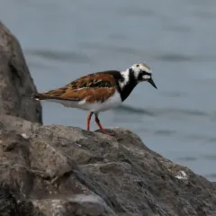 Ruddy Turnstone thumbnail 3