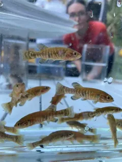 Olympic Mudminnow thumbnail 4