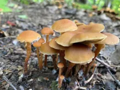 Hypholoma tuberosum thumbnail 1