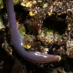 Purple Ribbon Worm thumbnail 4