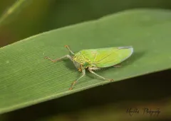 Waterlettuce Leafhopper thumbnail 3