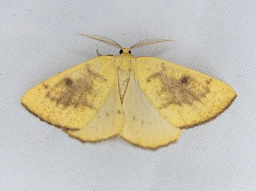Hesperumia fumosaria