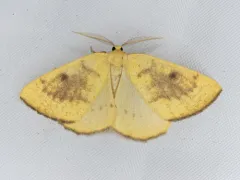 Hesperumia fumosaria thumbnail 1