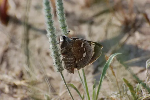 Strecker's Giant-Skipper