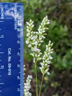 Bog Smartweed thumbnail 2