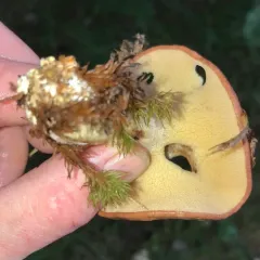 Butterball thumbnail 3
