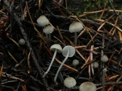 Mycena tenax thumbnail 2