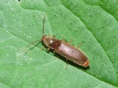 Brightwell's Click Beetle thumbnail 4