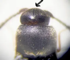 Microrhagus carinicollis thumbnail 2