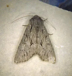 Dark Grey Fishia Moth thumbnail 4