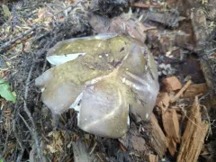 Darkening Brittlegill thumbnail 1