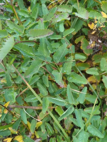 Great burnet