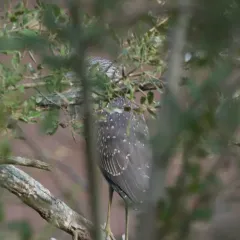 Yellow-crowned Night Heron thumbnail 4