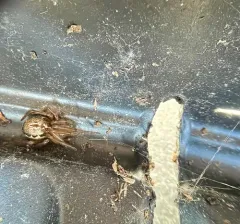 marbled cobweb spider thumbnail 3
