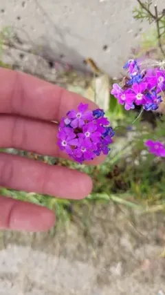 moss verbena thumbnail 2