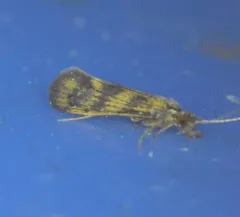 Gold-winged Long-horned Caddisfly thumbnail 3