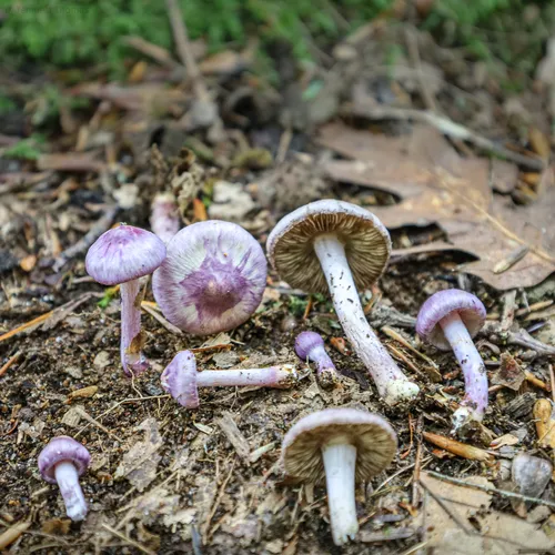 Lilac Fibrecap