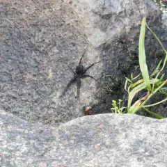 Striped Fishing Spider thumbnail 4