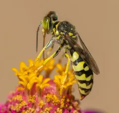 Steniolia scolopacea thumbnail 3