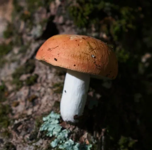 Copper Brittlegill