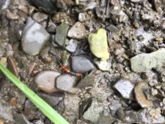 Homaeotarsus bicolor thumbnail 3