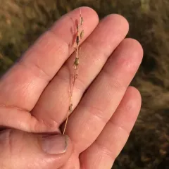 Gaspé Peninsula Arrowgrass thumbnail 4