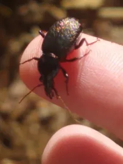 Polished Snail-eating Beetle thumbnail 2