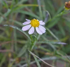 Rose Coreopsis thumbnail 3
