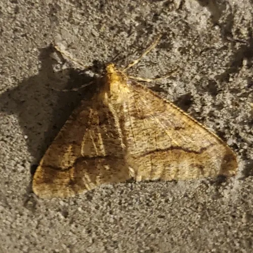 Linden Looper Moth