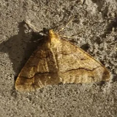 Linden Looper Moth thumbnail 1