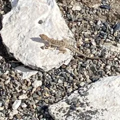 Long-nosed Leopard Lizard thumbnail 3