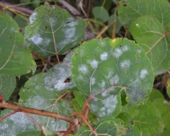 Erysiphe adunca thumbnail 4