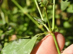 Erect Knotweed thumbnail 2