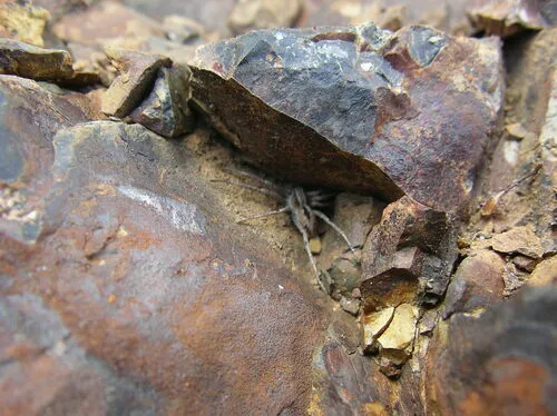 Thanatus altimontis