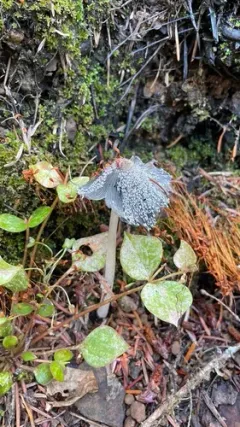 bonfire inkcap thumbnail 2