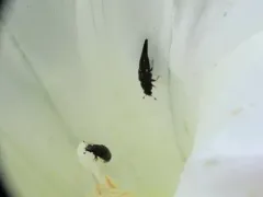 Conotelus obscurus thumbnail 2