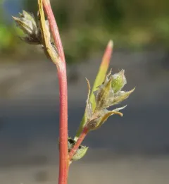 pacific bugseed thumbnail 4