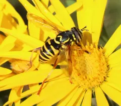 Interrupted Hornet Fly thumbnail 4