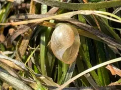 Japanese Bubble Snail thumbnail 3