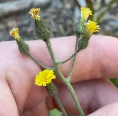 Slender Hawkweed thumbnail 2