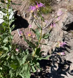 Engelmann's aster thumbnail 3