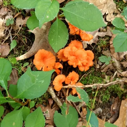 Red Chanterelle